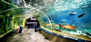 Antalya Aquarium Tour