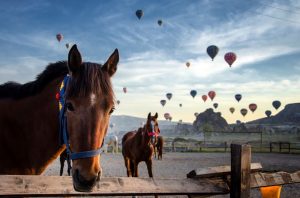 cappadocia horse riding